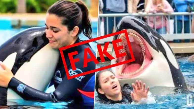 Unmasking the Jessica Radcliffe Orca Video Hoax: A Digital Mirage That Shocked Millions